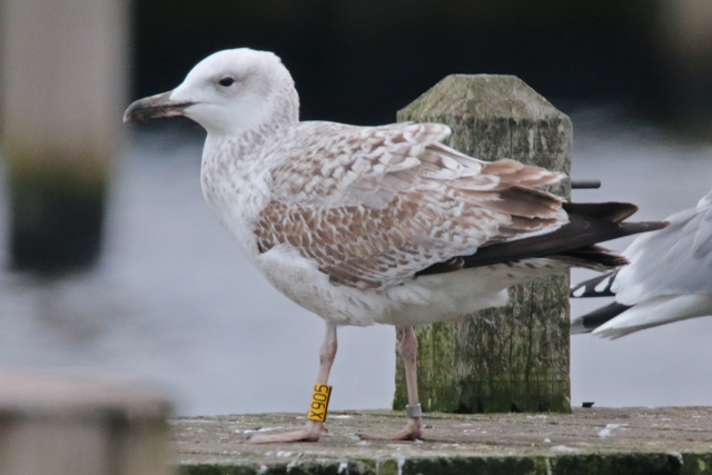 14 January 2018, Pontische Meeuw (X905), Hoornse Meer_2