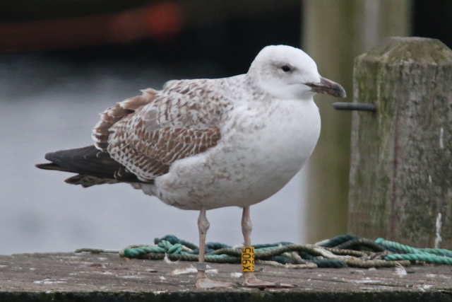 14 January 2018, Pontische Meeuw (X905), Hoornse Meer_3