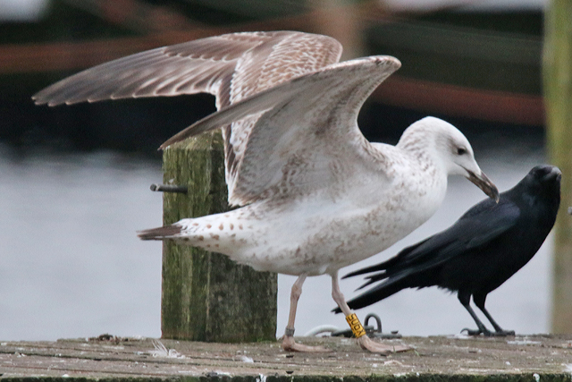 14 January 2018, Pontische Meeuw (X905), Hoornse Meer_4