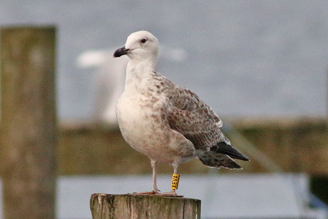 20 December 2020, Pontische Meeuw (XEVA), Hoornse Meer