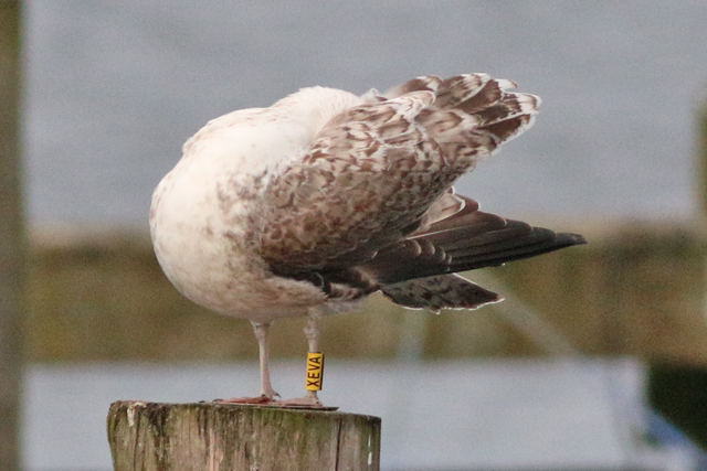 20 December 2020, Pontische Meeuw (XEVA), Hoornse Meer_02