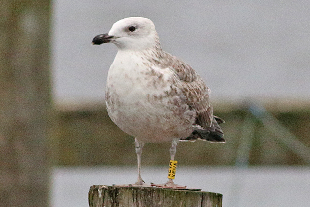 20 December 2020, Zilvermeeuw-X-Pontische-Meeuw, (XEVA)_HoornseMeer_01