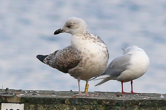 20 December 2020, Zilvermeeuw-X-Pontische-Meeuw, (XEVA)_HoornseMeer_03