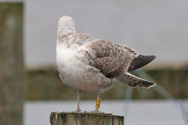 20 December 2020, Zilvermeeuw-X-Pontische-Meeuw, (XEVA)_HoornseMeer_04