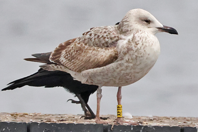 8 February 2025, Pontische Meeuw, XF1F_Hoornse Meer