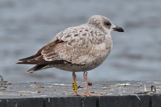 1 March 2021, Zilvermeeuw, X_Pontische Meeuw_XJKV_Hoornse Meer