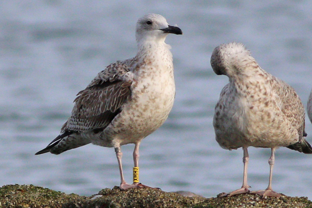 26 September 2023, Pontische Meeuw (XMHJ), Westkapelle-zeedijk
