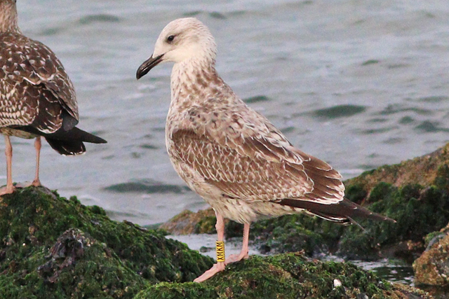 26 September 2023, Pontische Meeuw (XMKM), Westkapelle-zeedijk