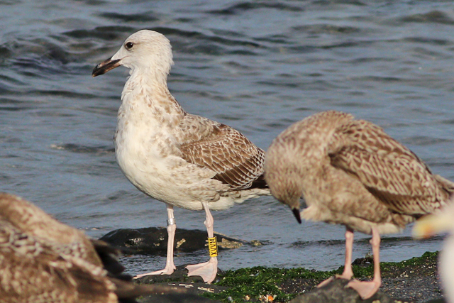 26 September 2023, Pontische Meeuw (XVVM), Westkapelle-zeedijk