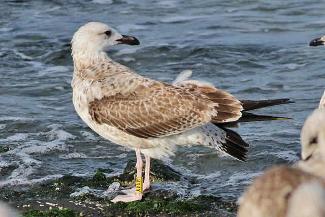 26 September 2023, Pontische Meeuw (XVVM), Westkapelle-zeedijk_02