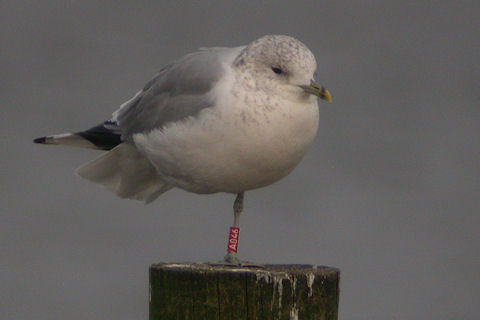 16 December 2009, Hoornse Meer, Stormmeeuw_(A046)