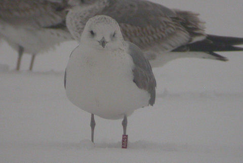17 January 2010, Hoornse meer, Stormmeeuw_(A649)