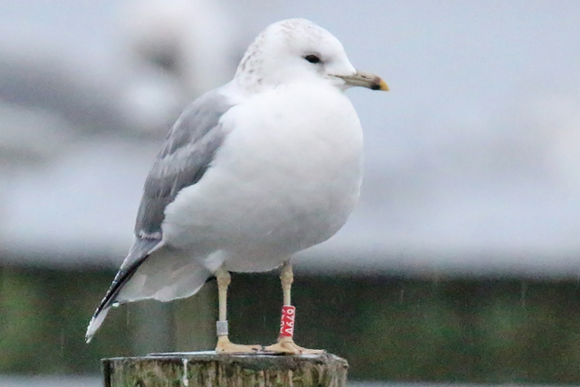 23 December 2018, Stormmeeuw (A649), Hoornse Meer