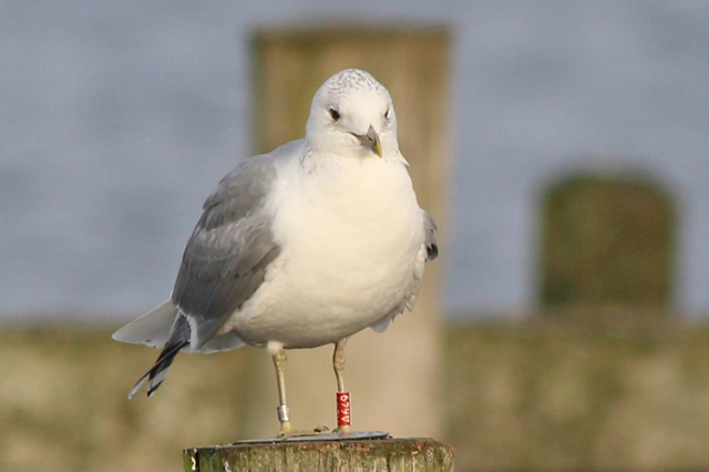 20 December 2020, Stormmeeuw (A649), Hoornse Meer