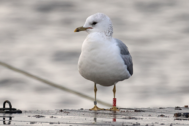 22 December 2024, Stormmeeuw, A649_Hoornse Meer