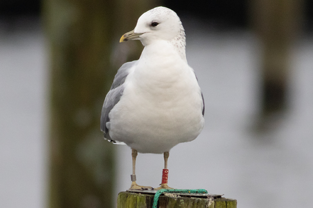28 November 2025, Stormmeeuw, A649_Kaap Hoorn