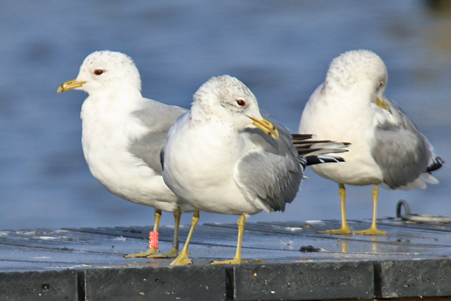19 February 2020, Stormmeeuw (AE88), Hoornse Meer