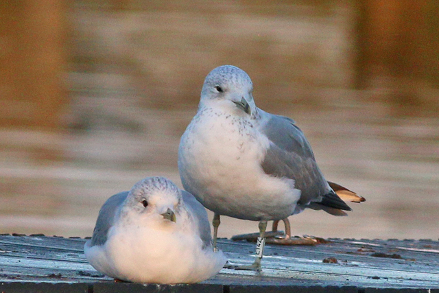 20 November 2020, Stormmeeuw (E14Z), Hoornse Meer