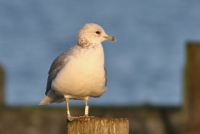 20 November 2020, Stormmeeuw (E14Z), Hoornse Meer_02