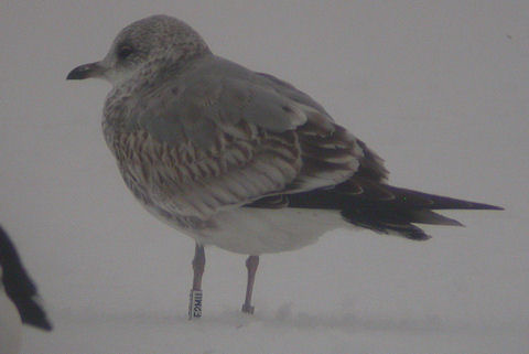 17 January 2010, Hoornse meer, Stormmeeuw_(E2MU)