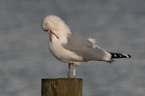 17 December 2011, Hoornse meer, Stormmeeuw_(E32X)