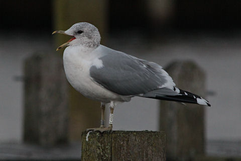 17 December 2011, Hoornse meer, Stormmeeuw_(E46M)