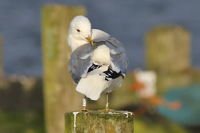 1 March 2021, Stormmeeuw, E4ZF_Hoornse Meer