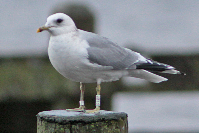 7 January 2012, Stormmeeuw E56S, Hoornse Meer