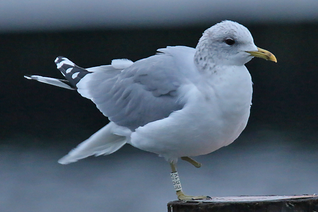 20 January 2018, Stormmeeuw (E61X), Hoornse Meer