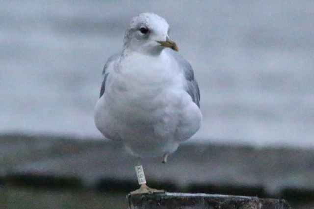 11 November 2018, Stormmeeuw (E61X), Hoornse Meer