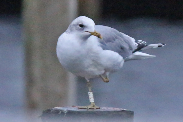 22 December 2018, Stormmeeuw (E61X), Hoornse Meer