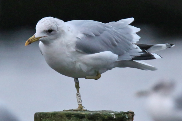 6 January 2019, Stormmeeuw, E61X_Hoornse Meer