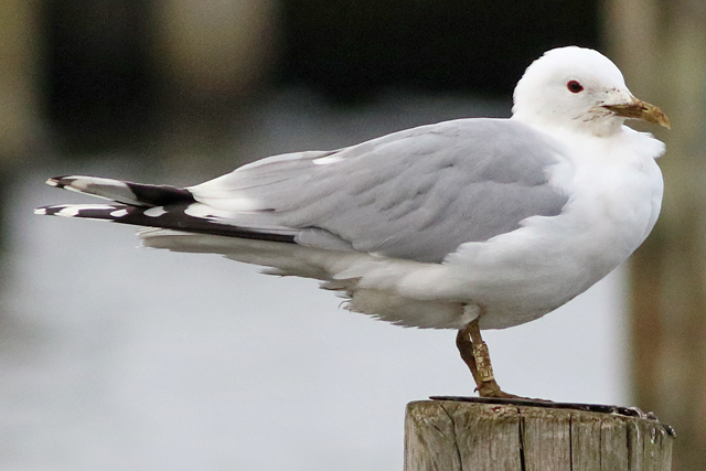 8 March 2023, Stormmeeuw (E61X), Hoornse Meer