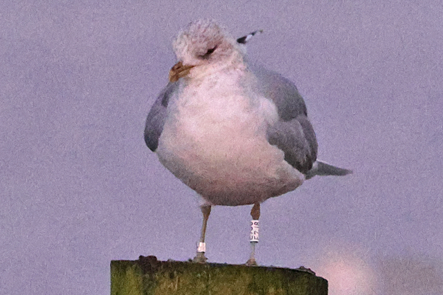 3 January 2025, Stormmeeuw E7J8, Hoornse Meer