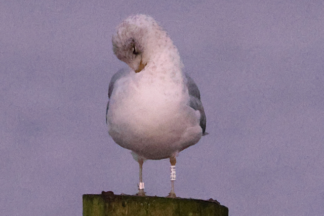 3 January 2025, Stormmeeuw E7J8, Hoornse Meer_02