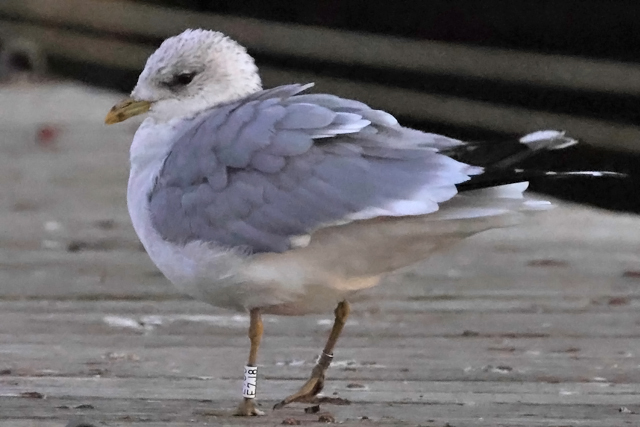 31 January 2025, Stormmeeuw, E7J8_Hoornse Meer