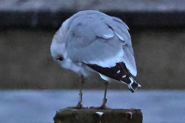 8 February 2025, Stormmeeuw, E7J8_Hoornse Meer
