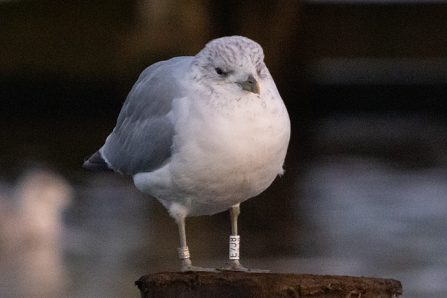 21 November 2025, Stormmeeuw, E7J8_Kaap Hoorn