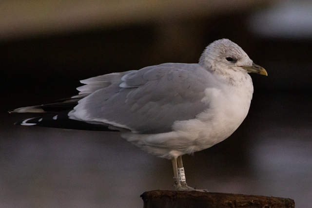 21 November 2025, Stormmeeuw, E7J8__02_Kaap Hoorn