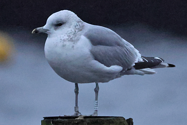 15 December 2024, Stormmeeuw, E9A4_Hoornse Meer