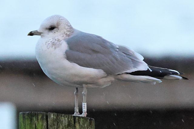 3 January 2025, Stormmeeuw E9A4, Hoornse Meer