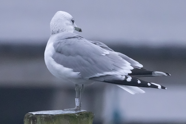 8 November 2025, Stormmeeuw, E9A4_Kaap Hoorn