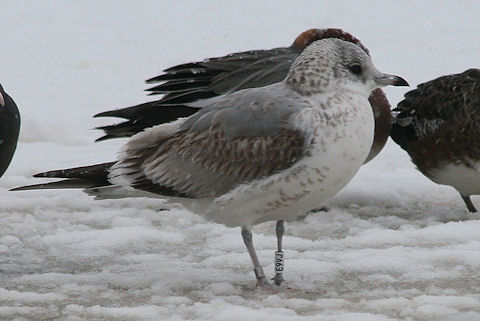17 January 2010, Kardinge, Stormmeeuw_(E9VJ)