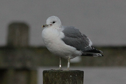 17 December 2011, Hoornse meer, Stormmeeuw_(EE85)