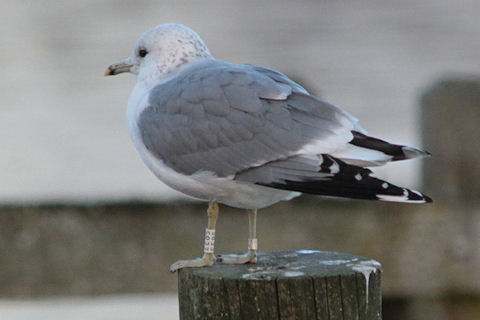 15 January 2012, Stormmeeuw, (EE85)