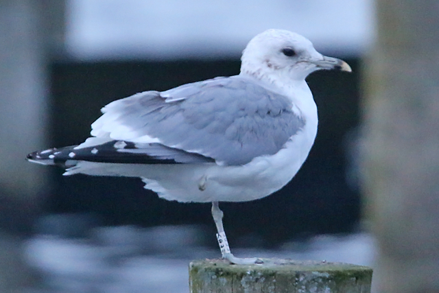 24 November 2018, Stormmeeuw (EE85), Hoornse Meer