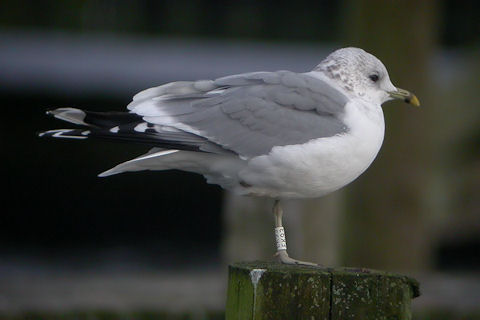 29 November 2009, Hoornse Meer, Stormmeeuw_(EK93)