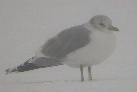 17 January 2010, Kardinge, Stormmeeuw_(EL10)
