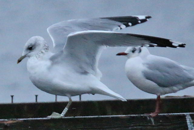 22 December 2018, Stormmeeuw (EM88), Hoornse Meer