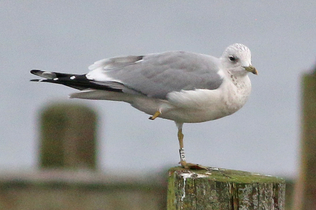 6 November 2020, Stormmeeuw (EM88), Hoornse Meer